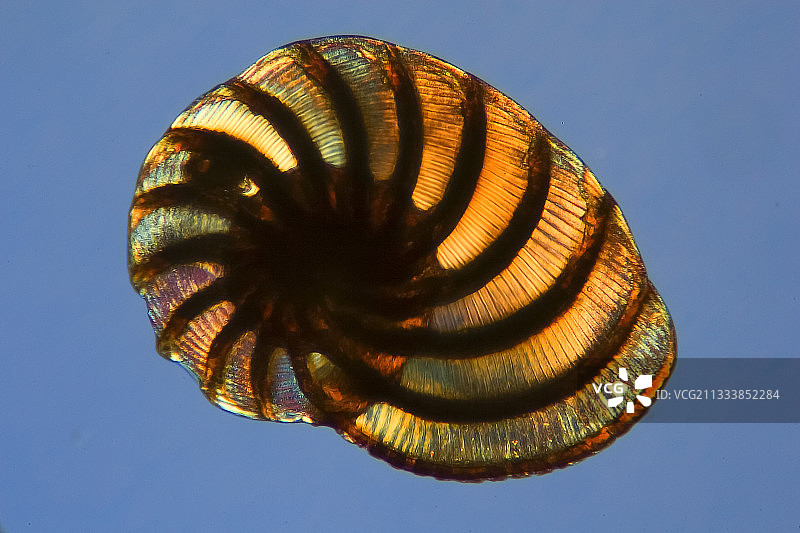 放大50倍图片素材