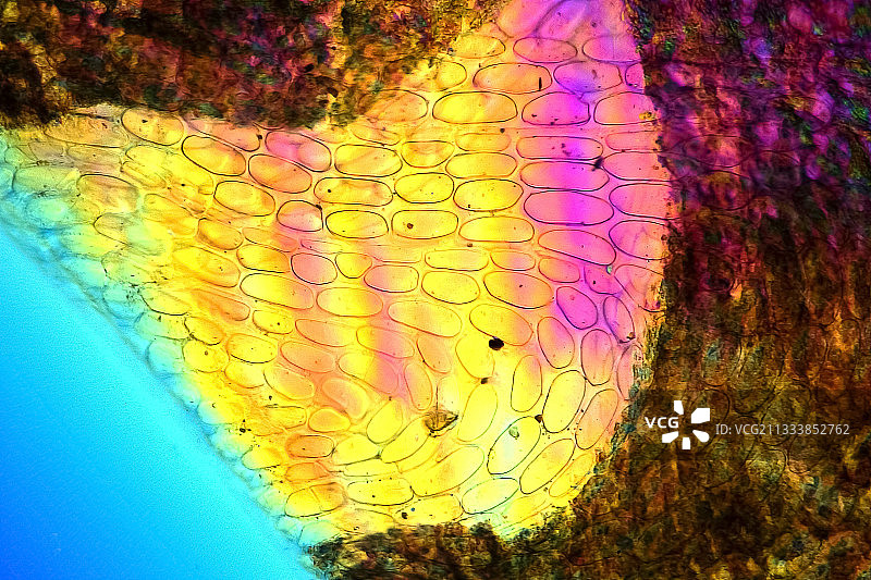 偏振光照明，Bereck微调，放大200倍图片素材