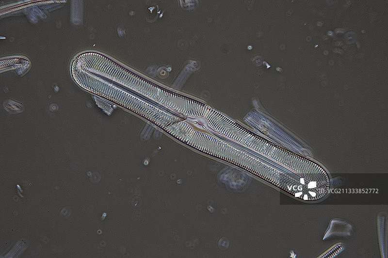 相衬照明，放大倍数400倍图片素材