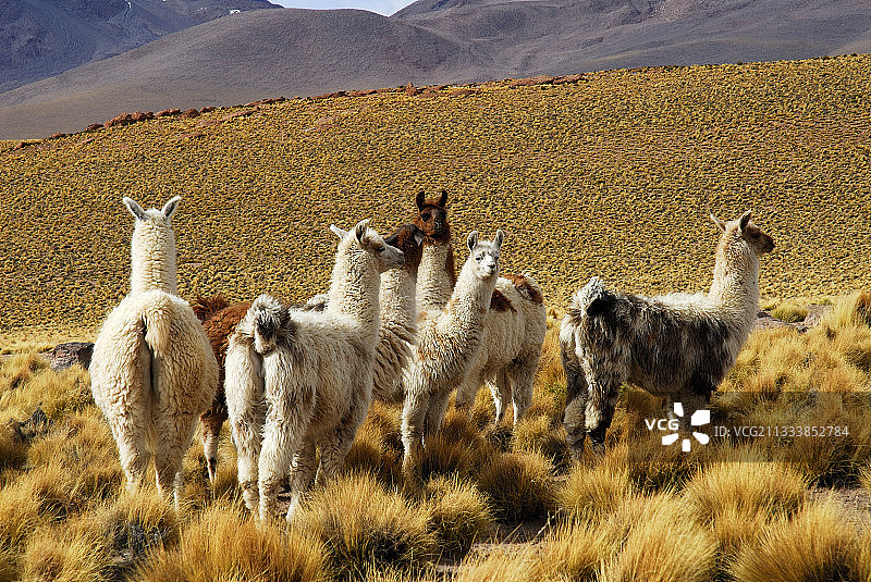 智利阿塔卡马火山下的喇嘛图片素材