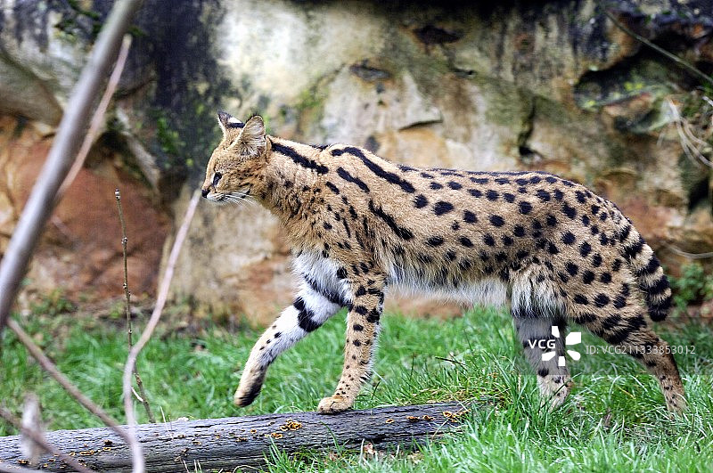 法国托瓦里动物园的薮猫图片素材