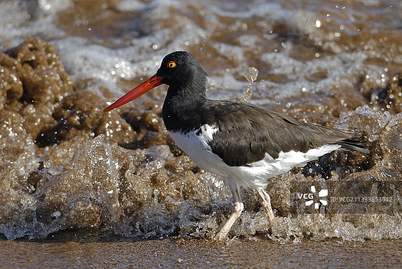 巴托洛梅岛图片素材