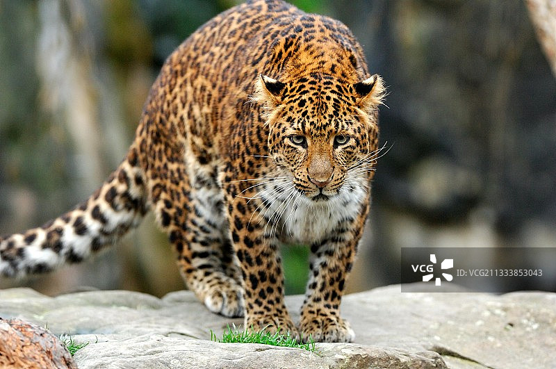 法国图瓦里动物园岩石上的东北豹图片素材