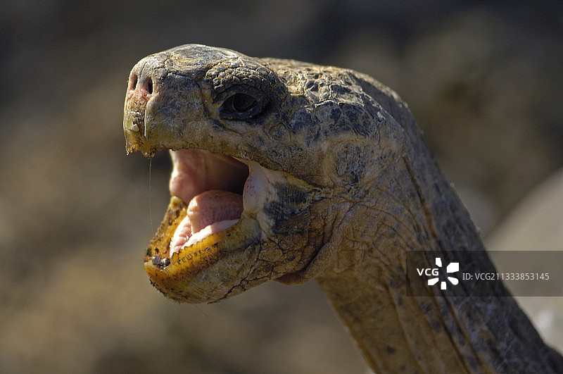 圣克鲁斯岛图片素材