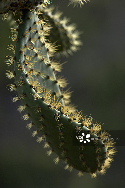 圣克鲁斯岛加拉帕戈斯仙人掌果图片素材