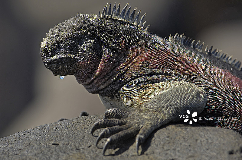 在加拉帕戈斯群岛享受阳光的海鬣蜥图片素材