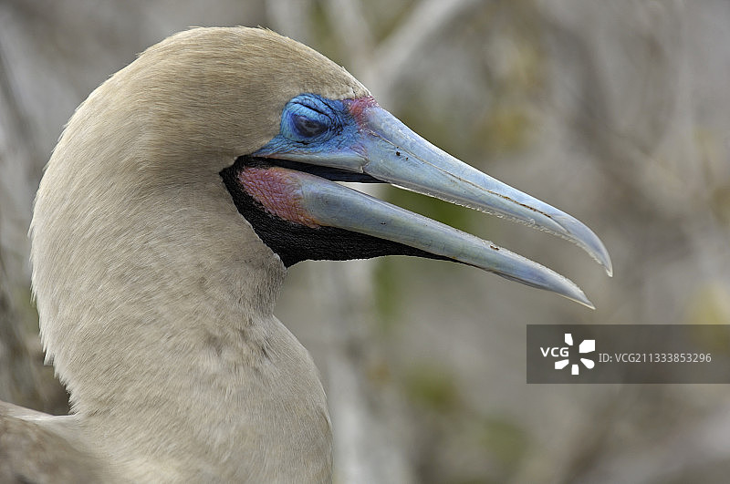 加拉帕戈斯群岛的红脚鲣鸟图片素材