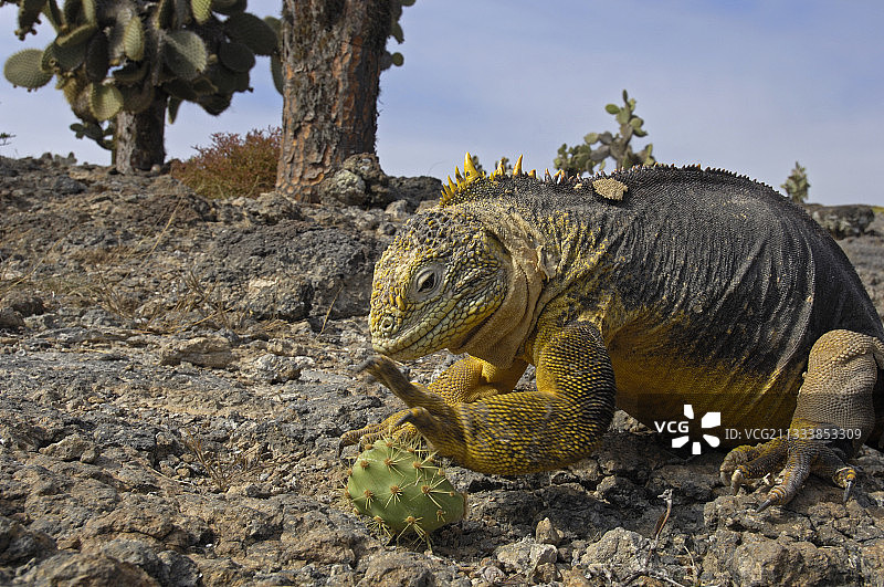 从水果上去除荆棘，圣菲岛图片素材