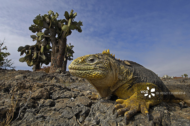 加拉帕戈斯群岛圣达菲岛陆地鬣蜥图片素材
