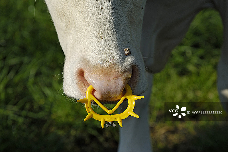 防止幼牛断奶期吸吮的带刺塑料环图片素材