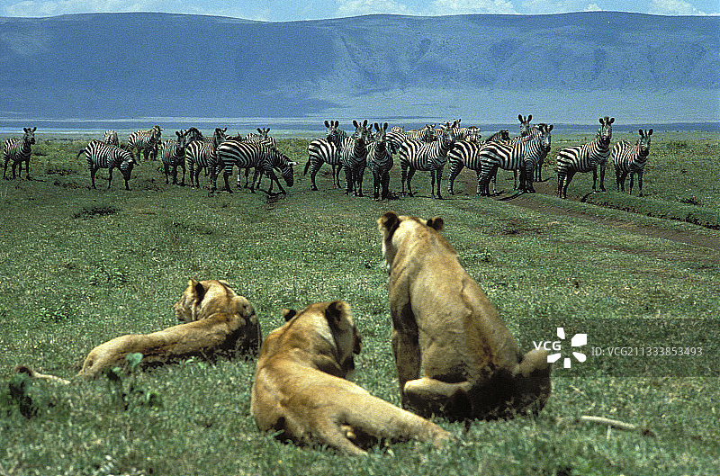 母狮面对斑马，恩戈罗恩戈罗火山口，坦桑尼亚图片素材