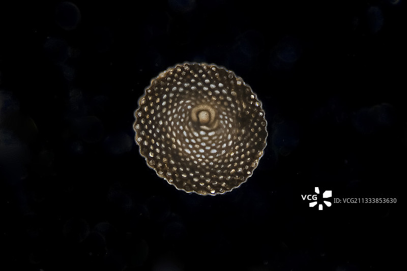 深色背景下的照明（放大50倍）图片素材