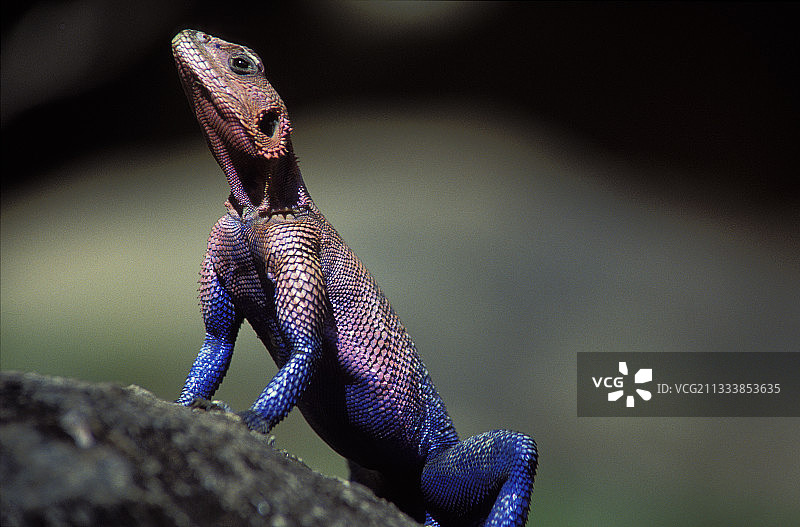 坦桑尼亚岩石上炫耀的雄性 Agama 蜥蜴图片素材