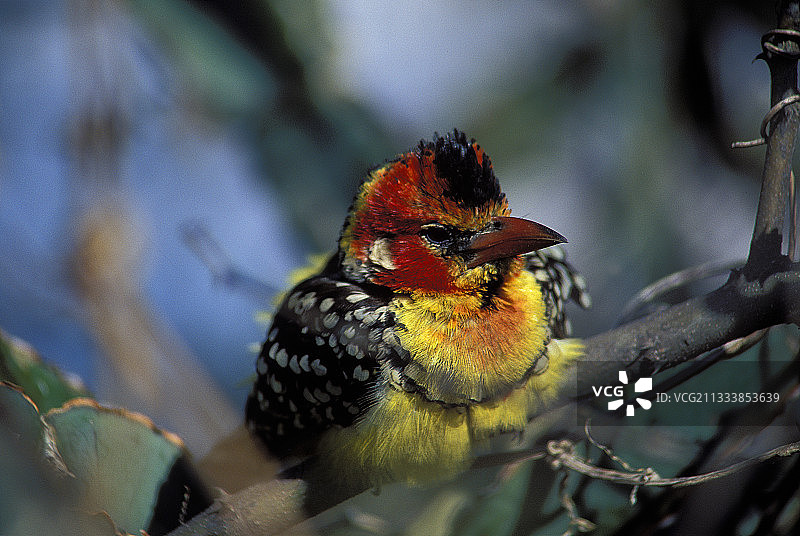 坦桑尼亚树枝上的红色和黄色非洲拟啄木鸟图片素材