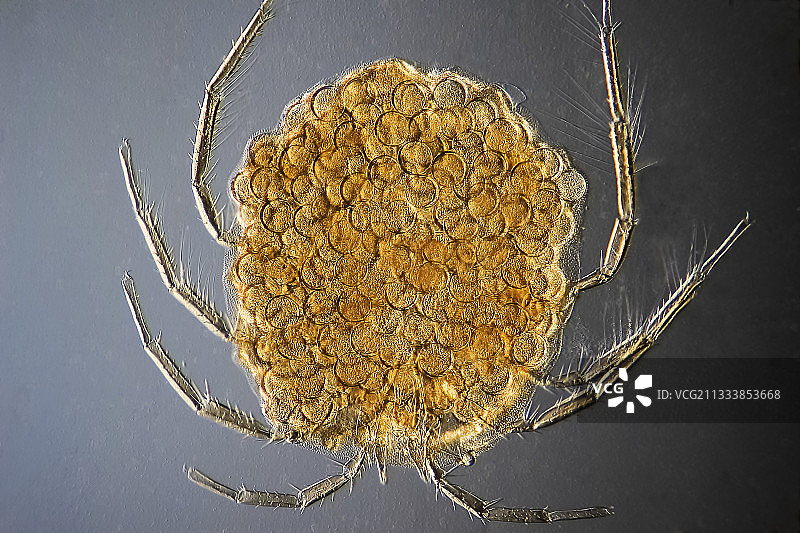 放大倍数x 50图片素材