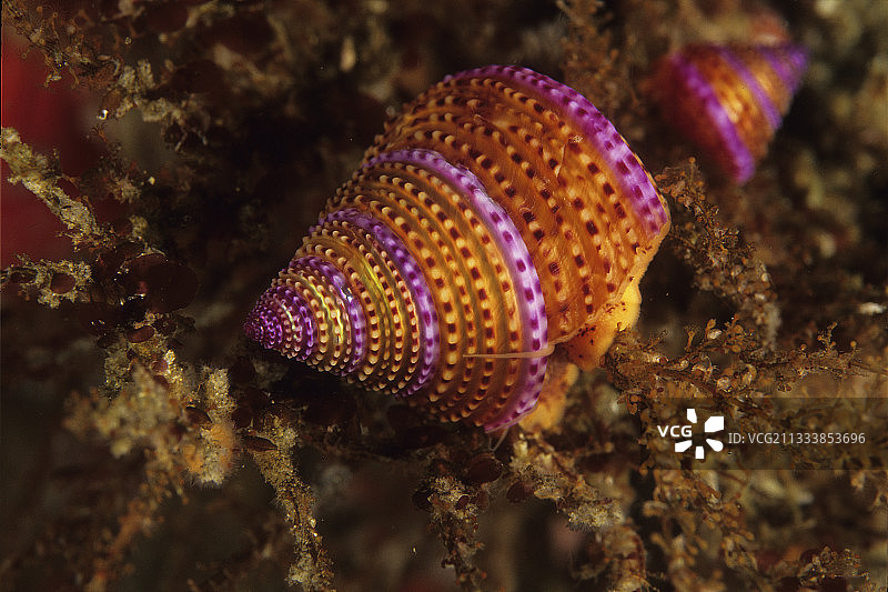 加利福尼亚海底的紫环蝾螺图片素材