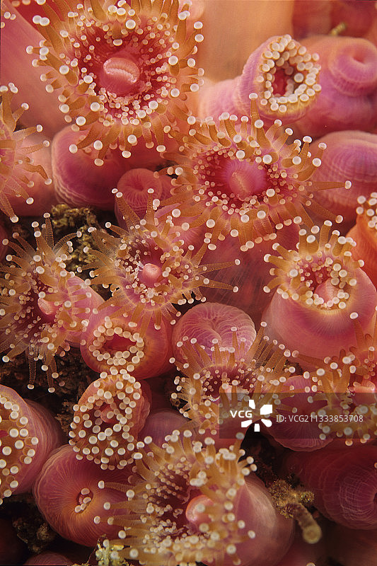 加利福尼亚太平洋草莓海葵群落图片素材