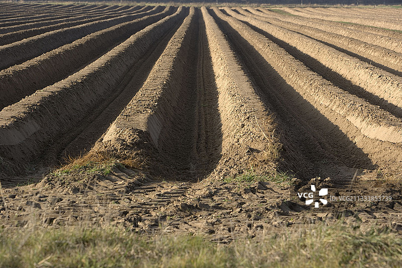 萨克森-安哈尔特的土地，靠近Spargelfeld镇图片素材