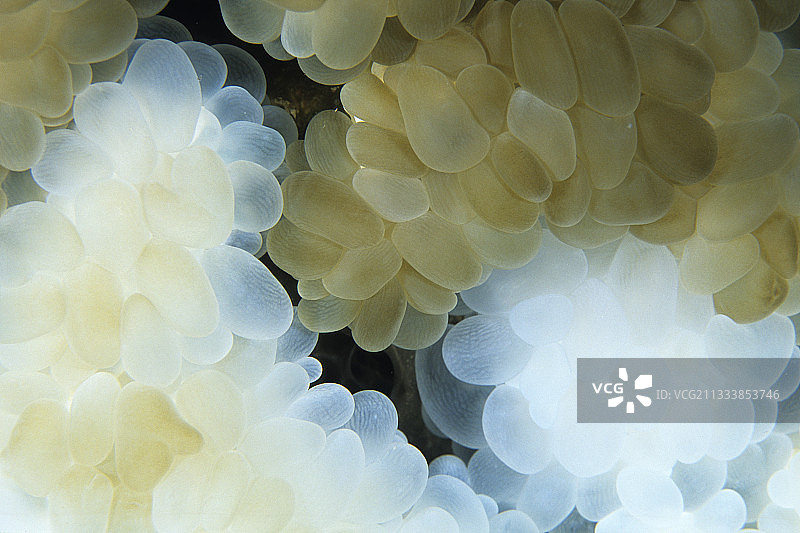 埃及红海的白化气泡珊瑚图片素材