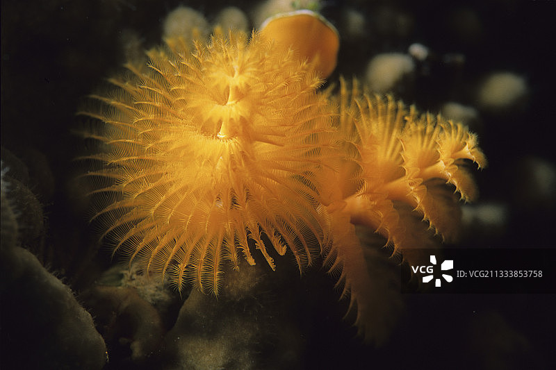 埃及红海圣诞树蠕虫图片素材