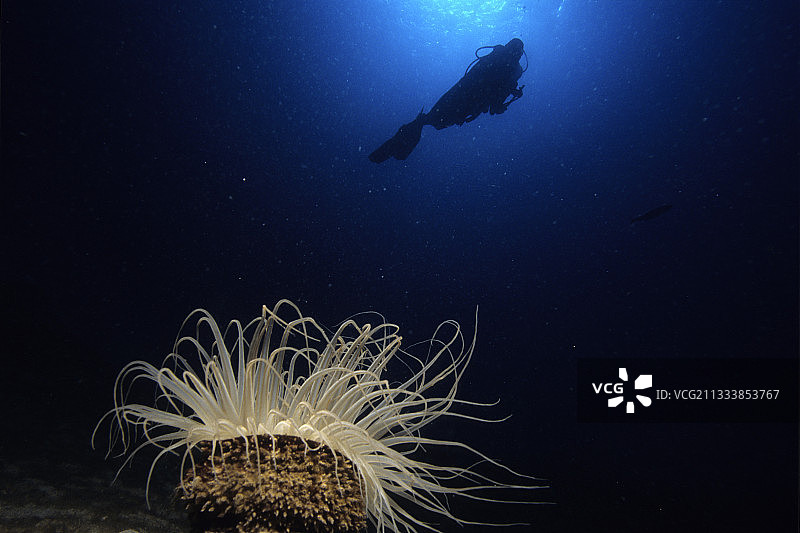 在管状海葵上游泳的潜水员，埃及红海图片素材
