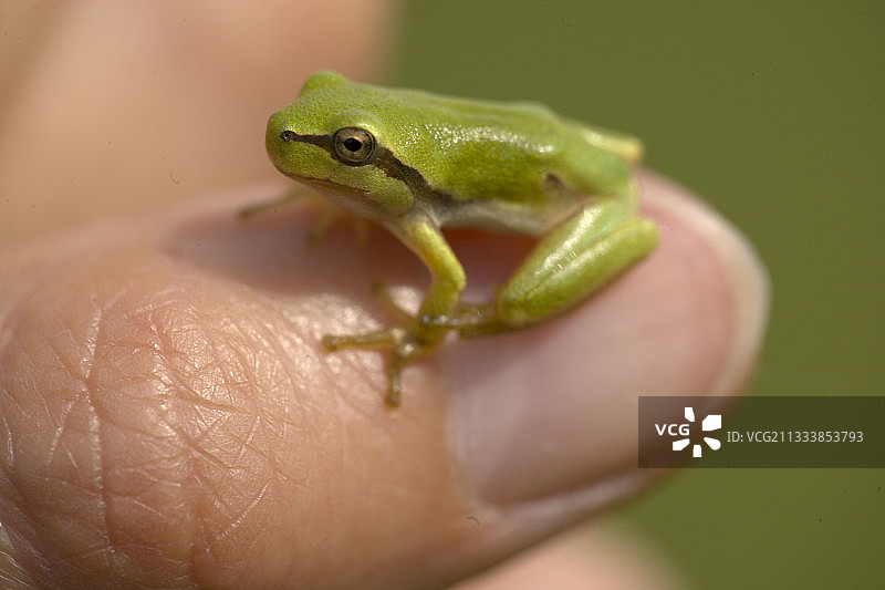 保加利亚拇指上的小树蛙图片素材