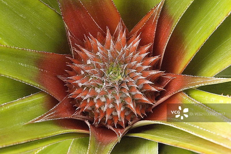 花朵之心：马达加斯加的菠萝图片素材