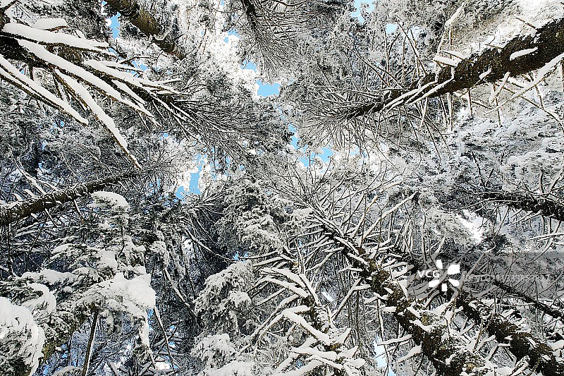 博日山地雪暴后的森林图片素材