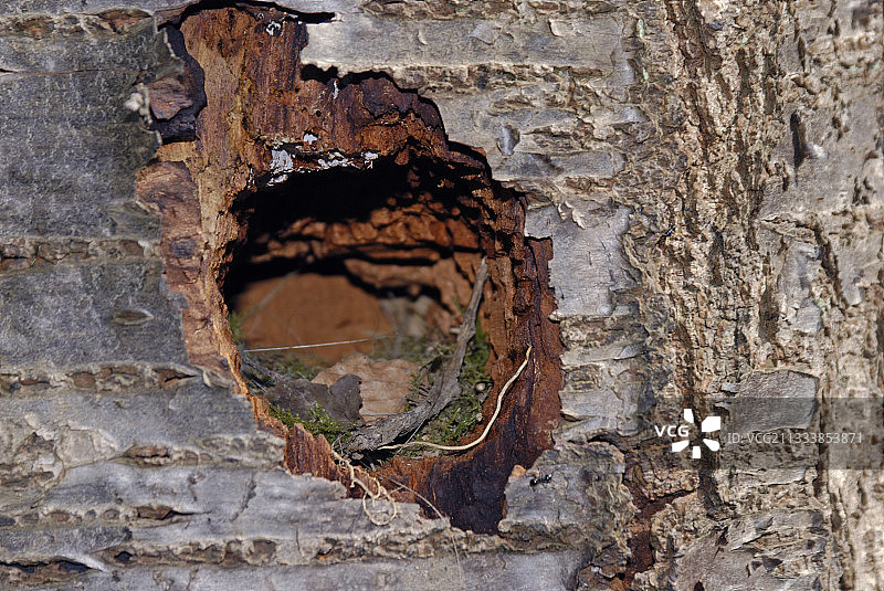 特内里费知更鸟巢穴藏在法国老树干中图片素材