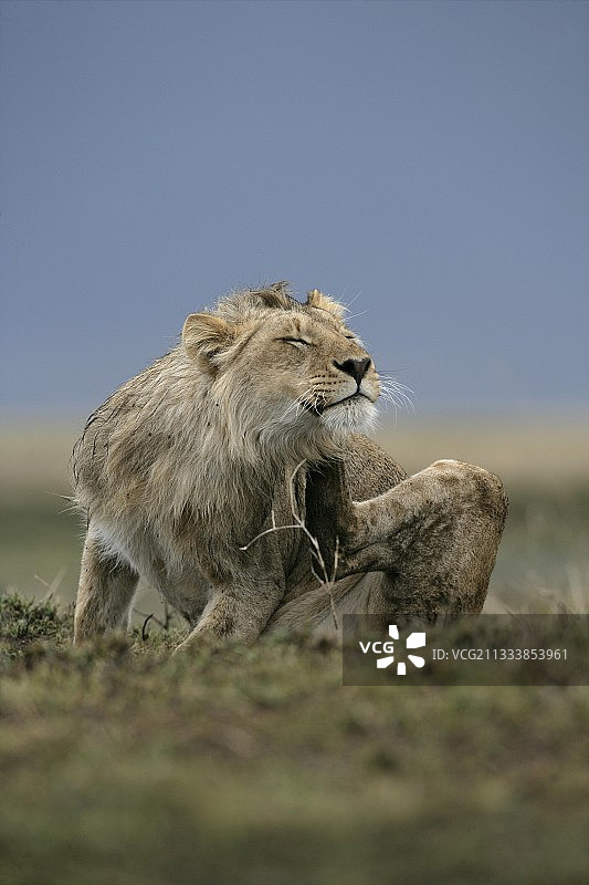 在坦桑尼亚挠痒痒的幼狮图片素材