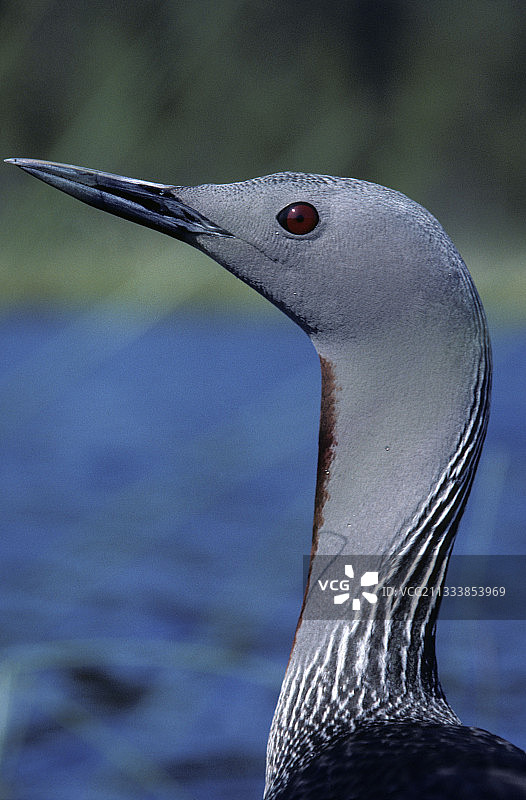 鸟儿在巢中受到惊吓，表现出不安图片素材
