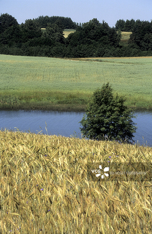 波兰卡舒比亚的谷物黑麦和燕麦田图片素材
