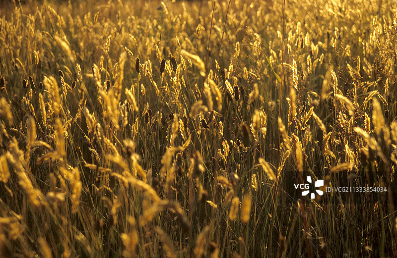 秋季波兰卡丘比亚草甸的禾本科植物图片素材