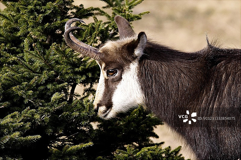 山羊在法国冷杉上留下气味的肖像图片素材
