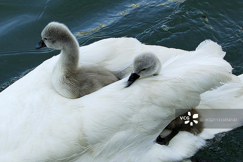 与母亲羽毛颜色一致的幼天鹅图片素材