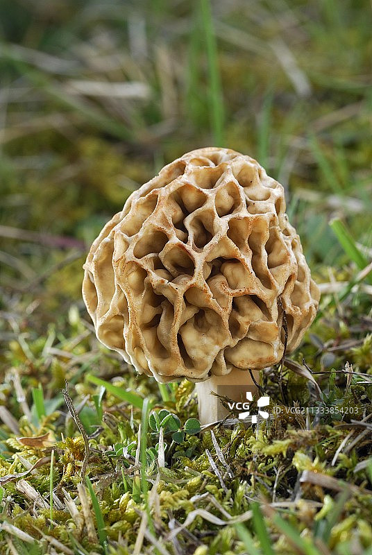 法国克莱门萨特春季的圆形羊肚菌图片素材