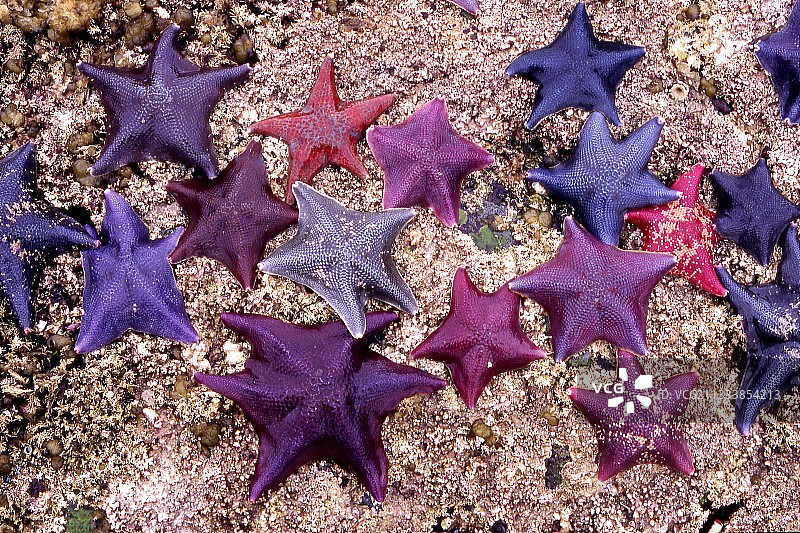 夏洛特皇后群岛的彩色海星图片素材