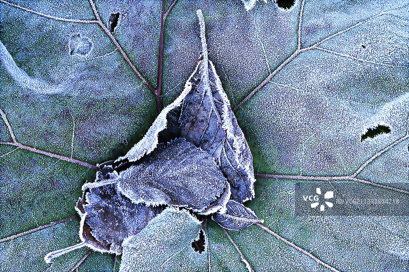 冬季日本蜂斗菜叶片上的霜图片素材