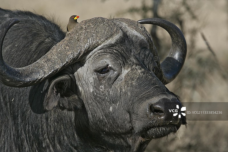 坦桑尼亚非洲水牛肖像图片素材