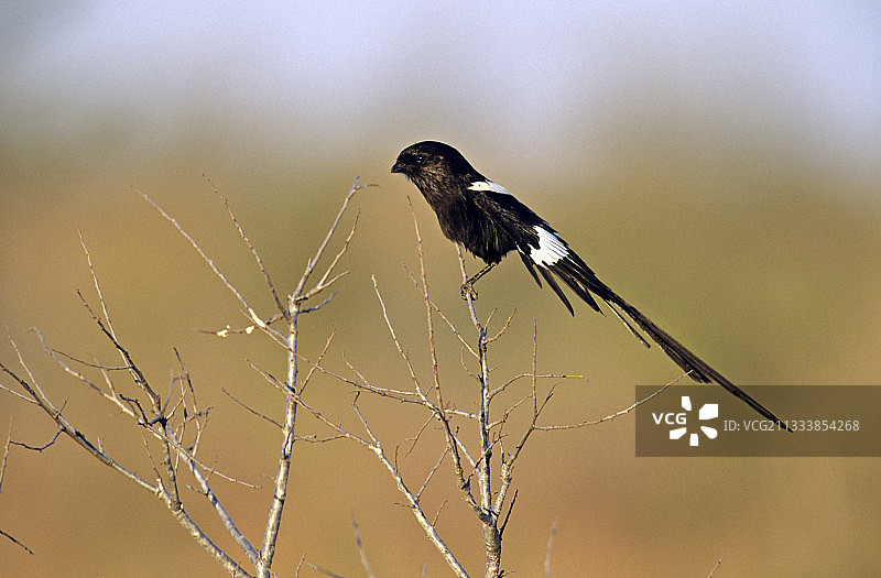 树枝上的伯劳图片素材