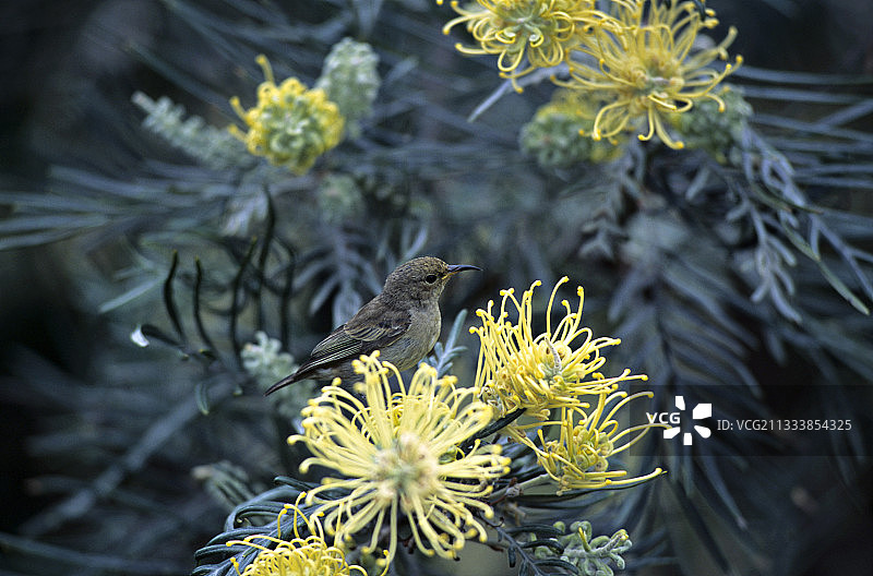 红喉啄花鸟图片素材