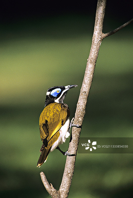 树枝上的蓝脸吸蜜鸟图片素材