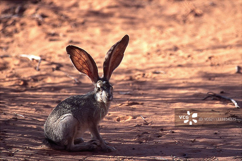 内华达州小路上的野兔图片素材