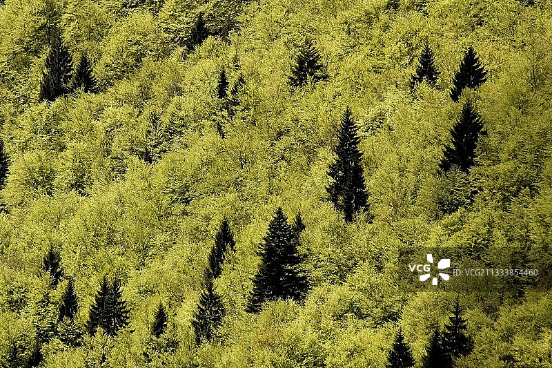 法国汝拉省的森林绿色景观图片素材