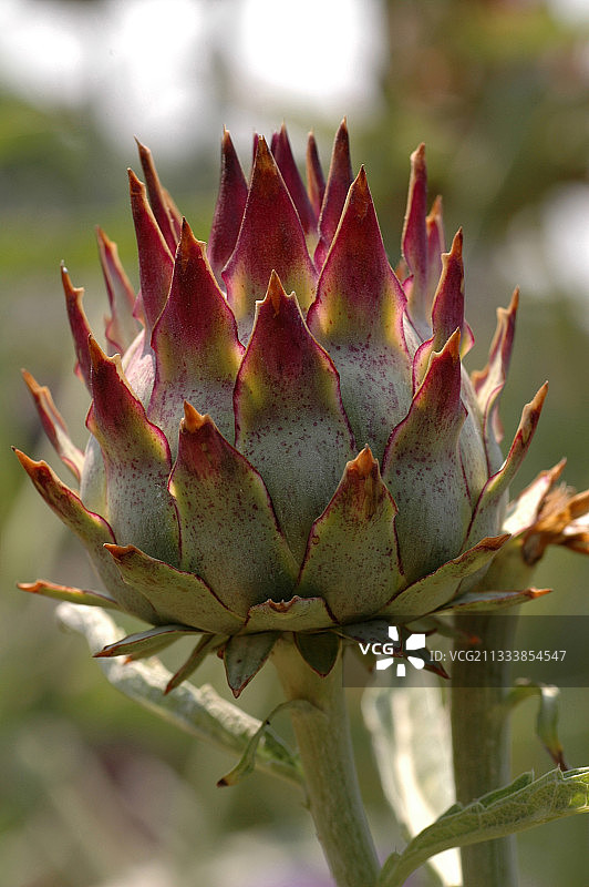 开花后的洋蓟图片素材