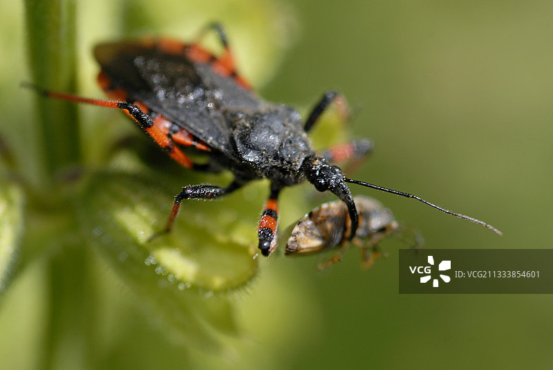 带刺的猎蝽及其猎物，法国图片素材