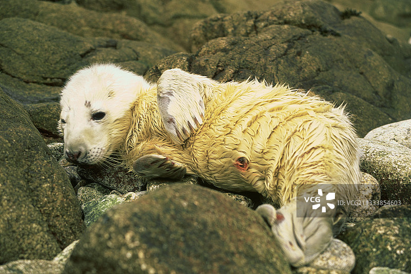 英国锡利群岛上的幼小灰海豹图片素材