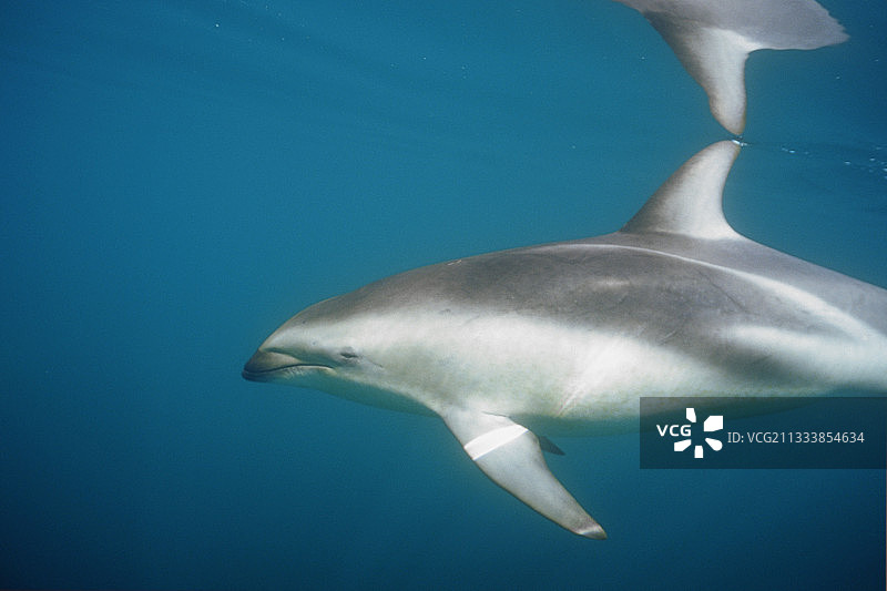 在阿根廷水面下游动的暗色海豚图片素材