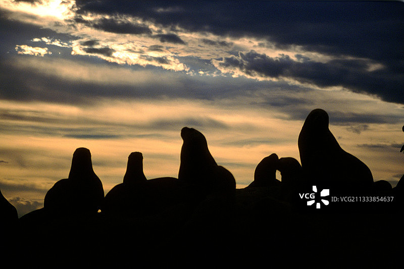 黄昏时海狮群的剪影图片素材