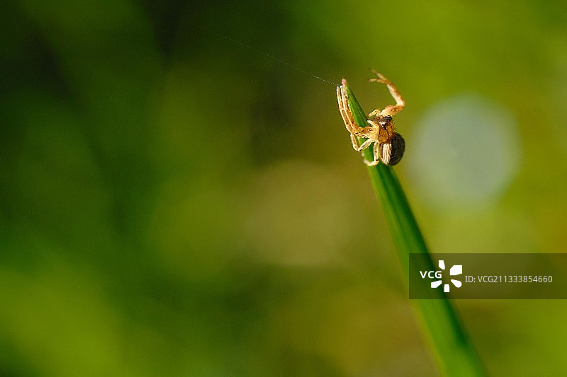 诺曼底法国草本植物上的蜘蛛图片素材